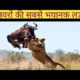 जानवरों कि सबसे भयानक लडाई || Most Dangerous Wild Animal Fight ||Animal Attack Video 2022