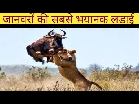 जानवरों कि सबसे भयानक लडाई || Most Dangerous Wild Animal Fight ||Animal Attack Video 2022