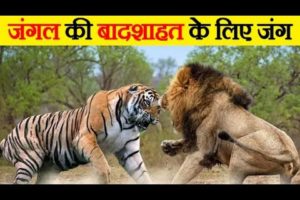 जानवरों की सबसे खतरा लड़ाई | 8 Most Dangerous Wild Animal Fights/Raso Life