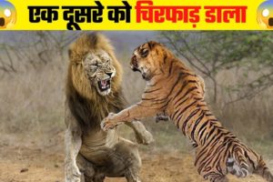 जानवरों की सबसे भयानक लड़ाई | 05 Most Dangerous Wild Animal Fights | Amazing Fact 18 🔥