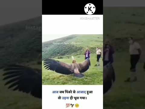 बेचारी चिल उड़ना भूल गई #animals #rescue animals rescue team #short #trending #videos