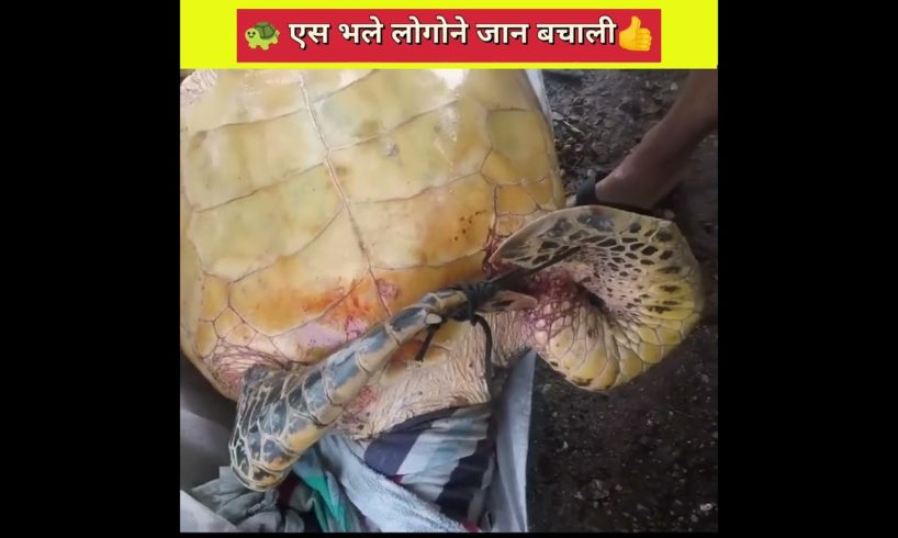 भले लोगोने जान बचाली ||😭 बेचारा कछवा || #animals #rescue #shorts #viral #mrbeast @SK KARAN FACT