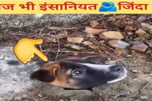 यह जानवर🐕यहां कैसे फंस🥵गया🤔Man save dogs life||Animal rescue team||Amezing Fact about Dog. #shorts