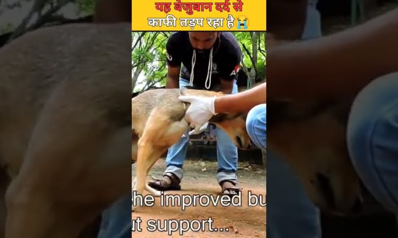 यह बेजुबान दर्द से काफी तड़प रहा है😭 dogi road accident #shorts #animalrescue #youtubeshorts #india