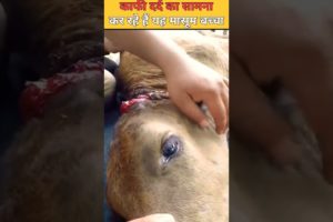 यह मासूम बच्चा दर्द से काफी तड़प रहा था cow puppy rescu😭#shorts #animalrescue #bhoot #india #facts