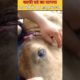 यह मासूम बच्चा दर्द से काफी तड़प रहा था cow puppy rescu😭#shorts #animalrescue #bhoot #india #facts