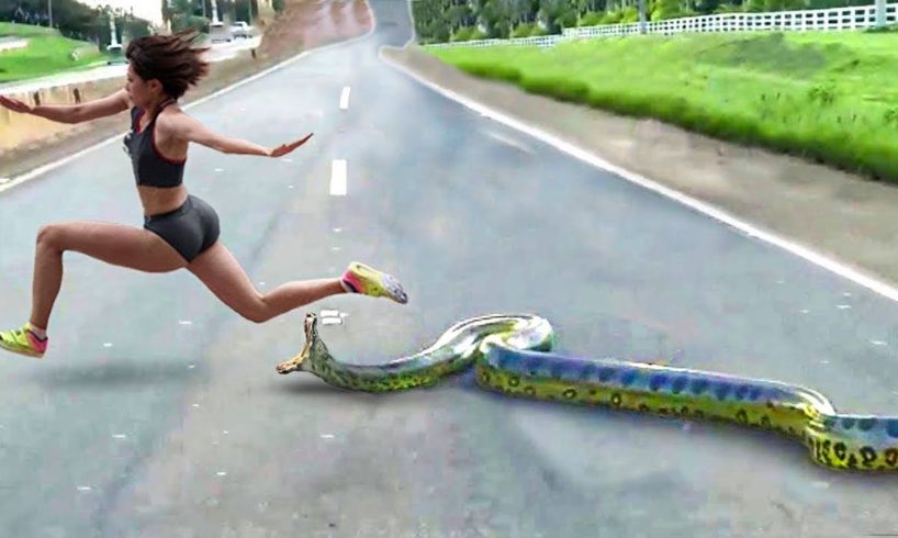 100 Craziest Animal Encounters Of All Time 😱