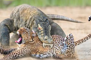 100 Craziest Animal Fights of All Time 2022