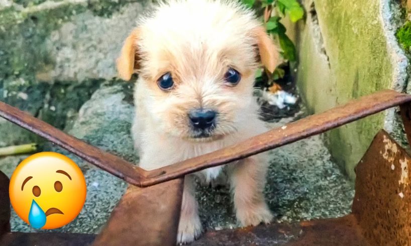12 Kindest Animal Rescues That Will Break Your Heart 😻