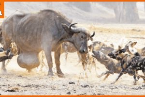 15 Merciless Moments When Wild dog And Animals Fighting To The death