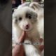 Funniest & Cutest Puppies - Funny Puppy Videos | Cute and Funny Dog Videos | Minutes of Funny Puppy