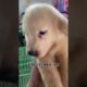 Funniest & Cutest Puppies - Funny Puppy Videos | Cute and Funny Dog Videos | Minutes of Funny Puppy