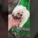 Funniest & Cutest Puppies - Funny Puppy Videos | Cute and Funny Dog Videos | Minutes of Funny Puppy