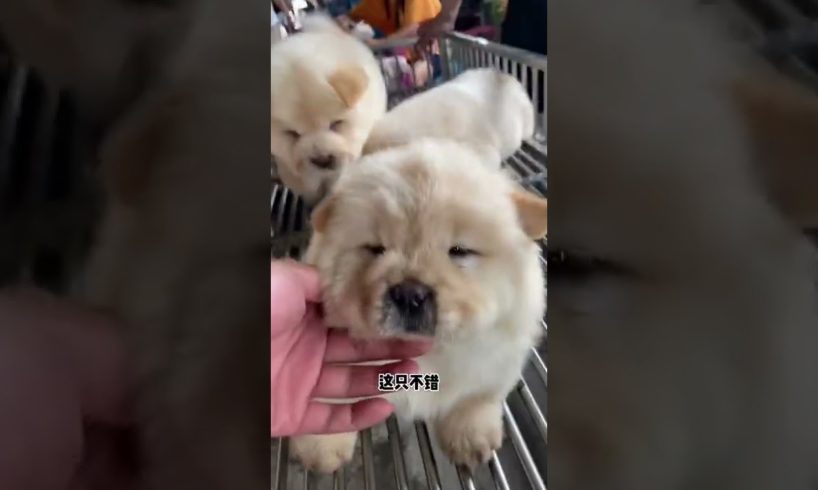 Funniest & Cutest Puppies - Funny Puppy Videos | Cute and Funny Dog Videos | Minutes of Funny Puppy