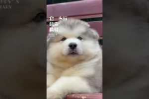 Funniest & Cutest Puppies - Funny Puppy Videos | Cute and Funny Dog Videos | Minutes of Funny Puppy