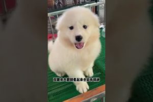 Funniest & Cutest Puppies - Funny Puppy Videos | Cute and Funny Dog Videos | Minutes of Funny Puppy