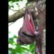 Amazing fighting | animal attacking #shorts#top videos