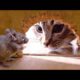 Funny animals - Funny cats / dogs - Funny animal videos 241