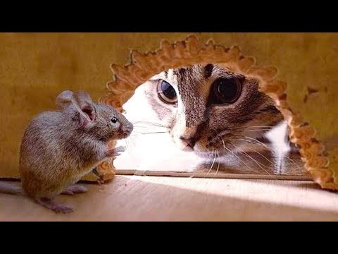 Funny animals - Funny cats / dogs - Funny animal videos 241