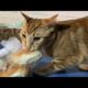 Funny animals - Funny cats / dogs - Funny animal videos 237