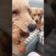 Funniest DOGS & Cutest PUPPIES, Dogs Doing Funny Things, Cutest Puppies