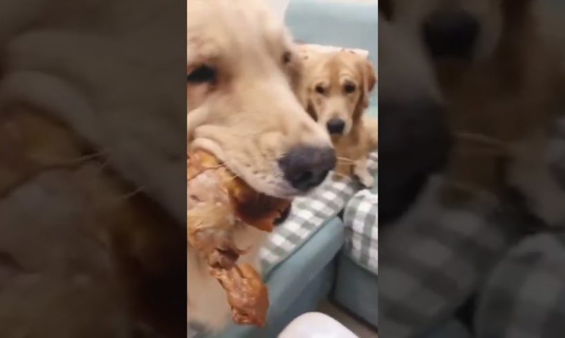 Funniest DOGS & Cutest PUPPIES, Dogs Doing Funny Things, Cutest Puppies