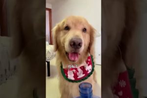 Most Beautiful Videos of Golden Retriever | Cute and Funny Dog Videos | Minutes of Funny Puppy