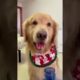 Most Beautiful Videos of Golden Retriever | Cute and Funny Dog Videos | Minutes of Funny Puppy