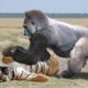 Amazing Moments Of Wild Animals 2022 - Epic Animals Fights Caught on Camera #4