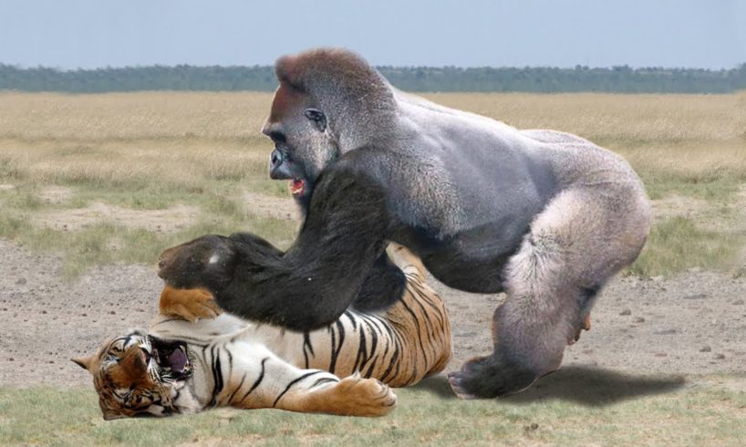 Amazing Moments Of Wild Animals 2022 - Epic Animals Fights Caught on Camera #4