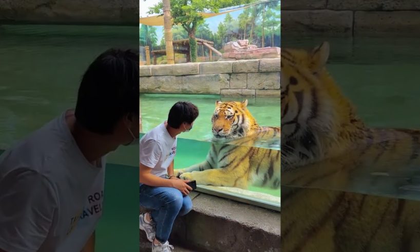 Wild Animals   Pray & Predators    Shorts   Viral Video   Trends   Animals   Prey Animals   Predator
