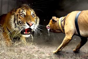 100 Craziest Animal Fights of All Time 2022 😱