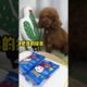 Cutest Pets - ADORABLE CUTE PUPPIES - Watch baby animals in funny and cute videos #38