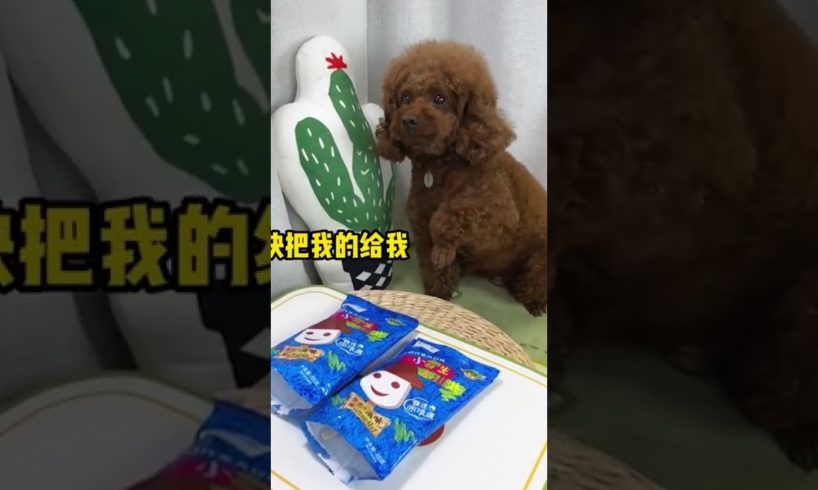 Cutest Pets - ADORABLE CUTE PUPPIES - Watch baby animals in funny and cute videos #38