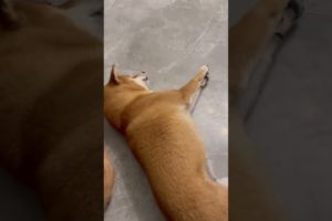 Funniest DOGS & Cutest PUPPIES, Dogs Doing Funny Things, Cutest Puppies