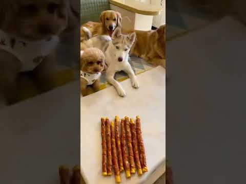 Funniest DOGS & Cutest PUPPIES, Dogs Doing Funny Things  Cutest Puppies Compilation