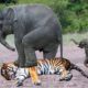 The Most Incredible Wild Animal Fights Caught On Camera 2022 p2