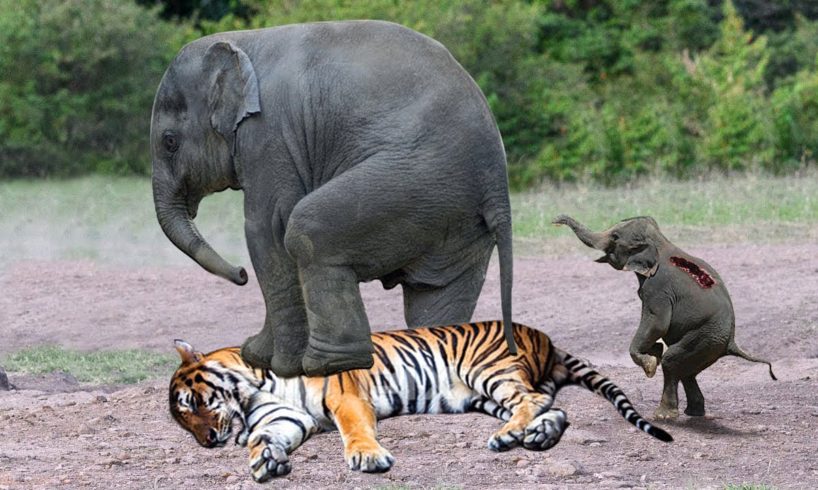 The Most Incredible Wild Animal Fights Caught On Camera 2022 p2