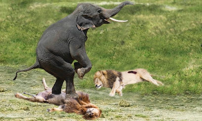 The Most Incredible Wild Animal Fights Caught On Camera 2022 p3