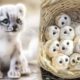 Cute baby animals Videos Compilation cute moment of the animals #5 Cutest Animals 2022