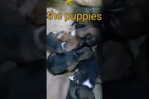 cutest puppies