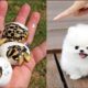 Cute baby animals Videos Compilation cute moment of the animals - Cutest Animals #27