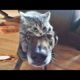 Funny animals - Funny cats / dogs - Funny animal videos / Best videos of October 2022
