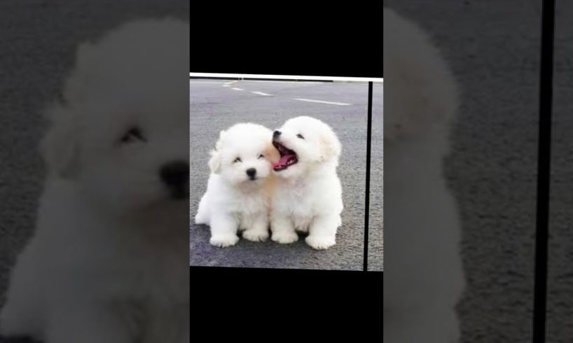Cutest puppies