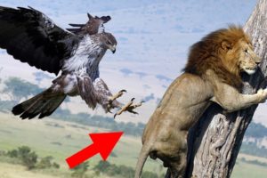 40 Times Animals Messed With The Wrong Opponent!