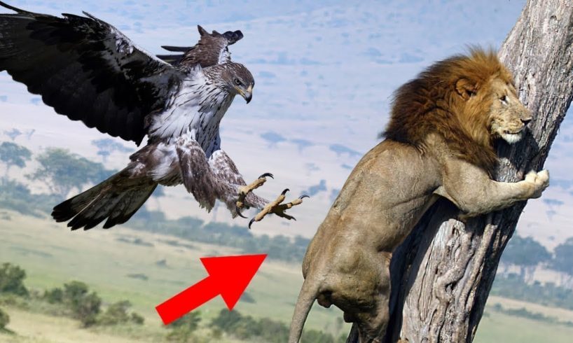 40 Times Animals Messed With The Wrong Opponent!