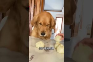 Most Beautiful Videos of Golden Retriever | Cute and Funny Dog Videos | Minutes of Funny Puppy