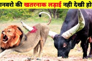 जानवरों की सबसे भयानक लड़ाई // Most Dangerous Wild Animal Fights // Animal Fights in Hindi