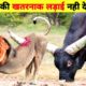 जानवरों की सबसे भयानक लड़ाई // Most Dangerous Wild Animal Fights // Animal Fights in Hindi