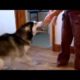 17Funniest DOGS & Cutest PUPPIES! Best DOGS Compilation This video is a compilation of the funniest